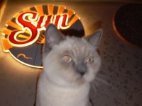 KEDİMİZ SAKIZA YUVA