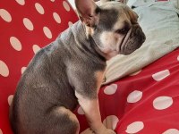 Lilac tan quad french bulldog