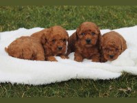 SAFKAN TOY POODLE YAVRULARI