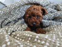 Toy Poodle yavrularımız orjinal red brown
