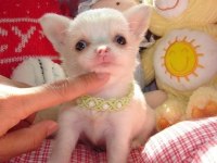 Irk ve sağlık garantili mini bardak köpek şivavalar