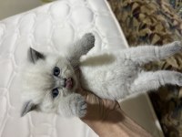 2 tane yavru orjinal british shorthair