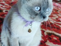Sevimli scottish fold kedimiz pamuk