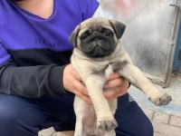 3 aylık yavru pug