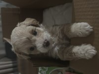 Maltipoo 3 Aylık Yavru Geleni Üzmem