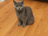 Scottish fold kedisi