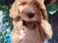 BEBEK YÜZLÜ ORİJİNAL MALTİPOO YAVRULAR