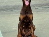 İSTANBUL YENİ DOĞACAK SAFKAN DOBERMAN YAVRULARI
