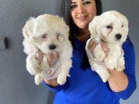 Ufacık maltese terrier yavrularım