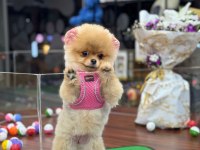Herkesi Büyüleyen Gülen Surat Teacup Pomeranian Kızımız