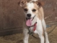 Jack Russell Terrier Erkek 6 Aylık Takas Veya Uyguna