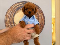 Poodle minikler yeni yuvalarına hazırlar