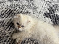 Yakışıklı oğlan scottish fold