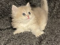 Anne Baba Şecereli Safkan British Longhair AY12 Erkek