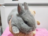Safkan Hollanda Cüce Tavşan (Netherland Dwarf)