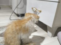 Kedimiz satılık değil sahiplendirilecektir