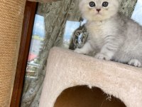 Scottish fold yavruları