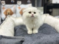 A kalite scottish fold yavrularımız
