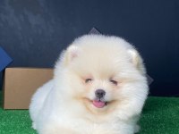 Minik Pomeranian Boo Yavrularımız Yeni Ailelerini Bekliyor
