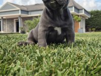 French Bulldog Yavruları Çiftlikten 