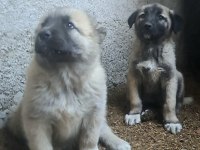 KALİTELİ KANGAL YAVRULARI