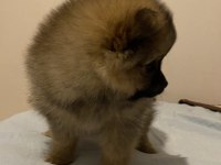 POMERANİAN AYI SURAT YAVRULARIMIZ