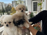 İmperyum pekinez cinsi yavrularımız