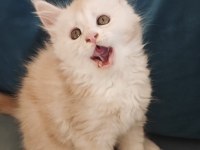 Şecereli Maine Coon yavrular Alanya