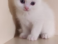 Scottish fold sağlıklı