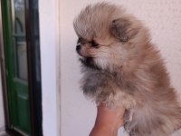 Pomeranian Boo Yavrular