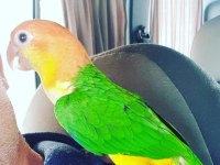 Caique kayık papağanı