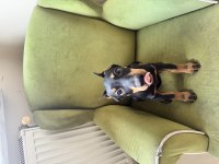 3 aylık dişi estetikli doberman yavrusu