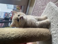 British shorthair sütlü kahve