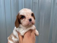 Irk Garantili Cavalier King Charles