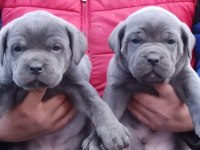 CANE CORSO YAVRULARI MÜKEMMEL ARAYANLARA