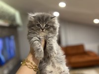 BRITISH LONGHAIR YAVRULARIM 