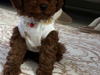 Minik Yakışıklı Poodle Oğlumuz