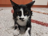 Kediye Çok Acil Ömürlük Yuva Aranıyor