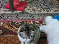 Kırık kulak scottish fold kedimiz