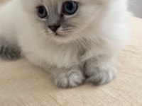 Evinizin Yeni Yıldızı British Longhair