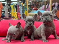 A KALİTE FRENCH BULLDOG YAVRULAR 3 ADET ERKEK