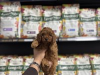 TOY POODLE YAVRULARI