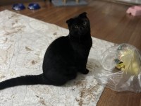 Çok akıllı temas bağımlısı scottish fold