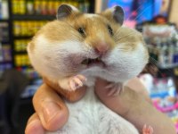 Ücretsiz Malzeme Karşılığı Suriye Hamsterları
