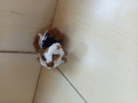 Yavru çift ginepig