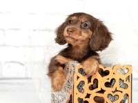 Nadir Çikolata-Tan! İpeksi Kürk Uzun Tüylü DACHSHUND