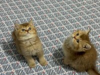 British Shorthair Yavrularımız