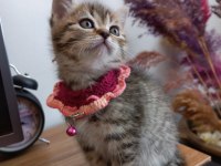 Golden black sağlıklı süper yavrular british shorthair