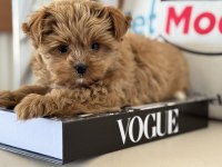 Çok özel Tea cup morkie yavrumuz ziyarete açık