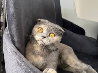 Scottish fold 1 yaşında